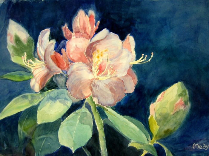 Watercolor painting of pink rhododendron flowers