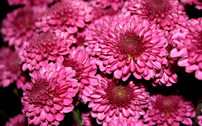 Pink Chrysanthemums