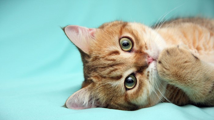 Ginger cat lying on a turquoise background