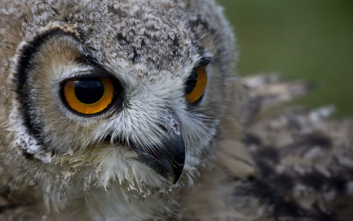 Close-up of a young owl's face
