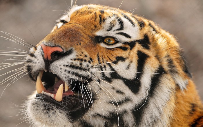 Tiger showing its fangs and teeth