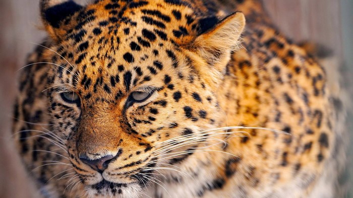 Close-up of a leopard's face