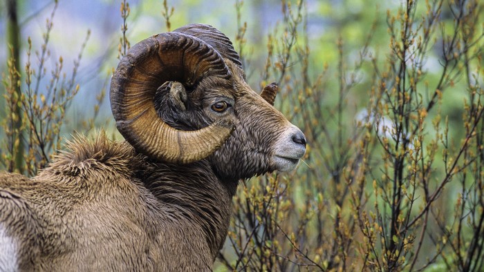 Bighorn sheep with large curled horns