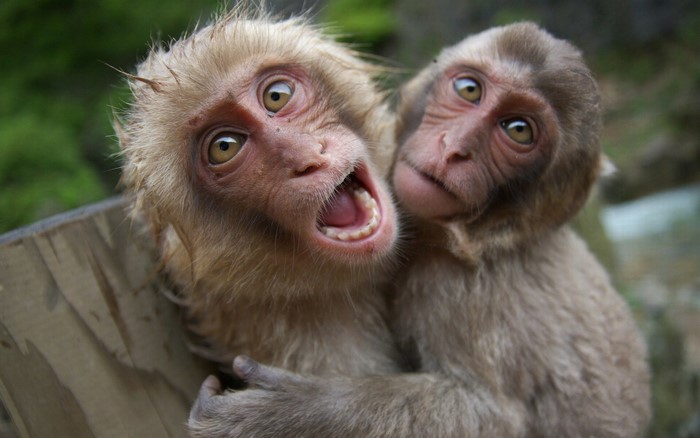 Two monkeys hugging