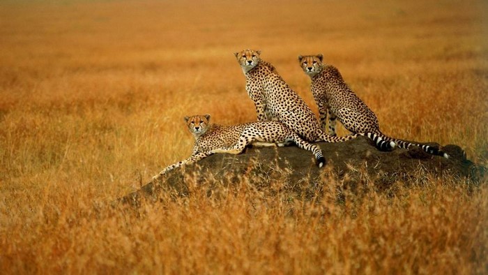 Three cheetahs resting on a mound in a savanna