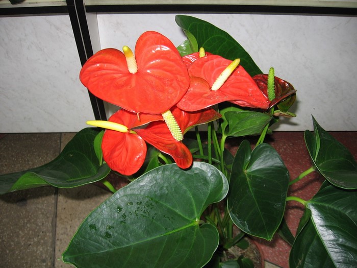 Red Anthurium flowers with green leaves