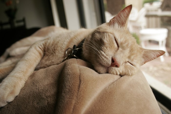 A ginger cat sleeps on a blanket