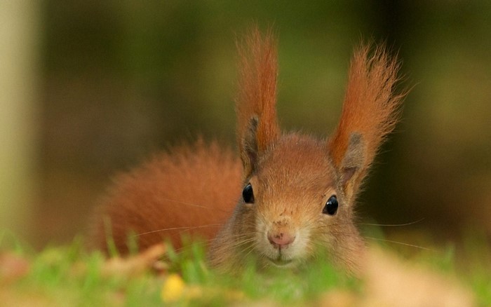 Red squirrel with tufted ears in grass