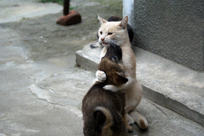 A cat hugs a puppy
