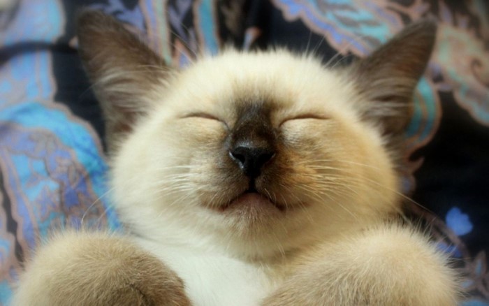 Siamese kitten sleeping on a patterned blanket