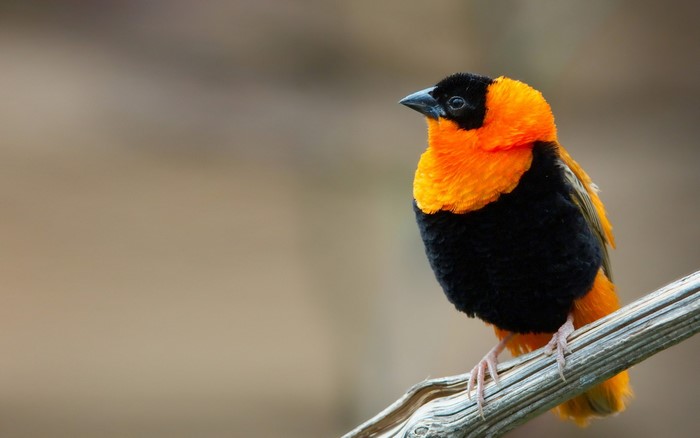 Red-headed weaver bird perched on a branch