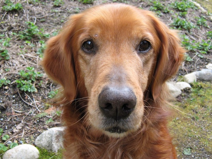 Golden Retriever dog looking at the camera
