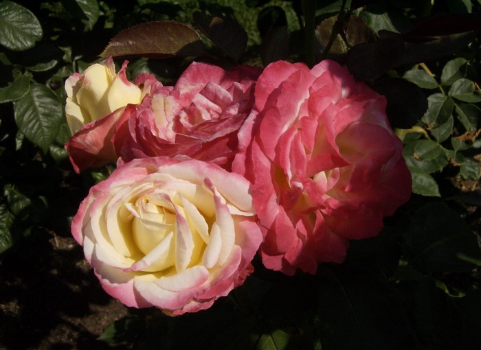 Close-up of two-toned roses