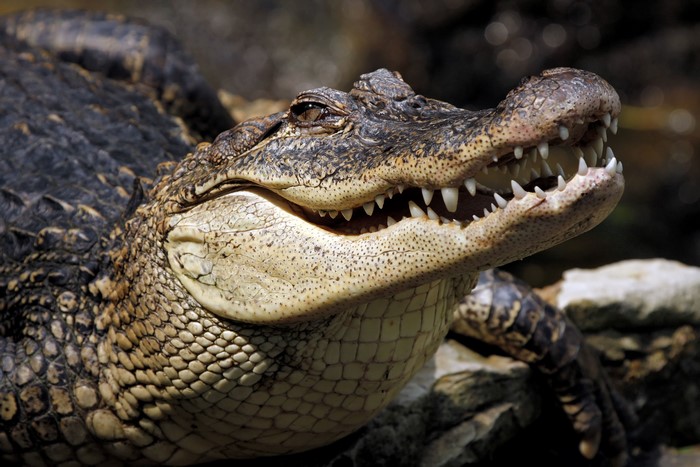 Close-up of an American Alligator's head