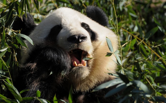 Giant Panda Eating Bamboo