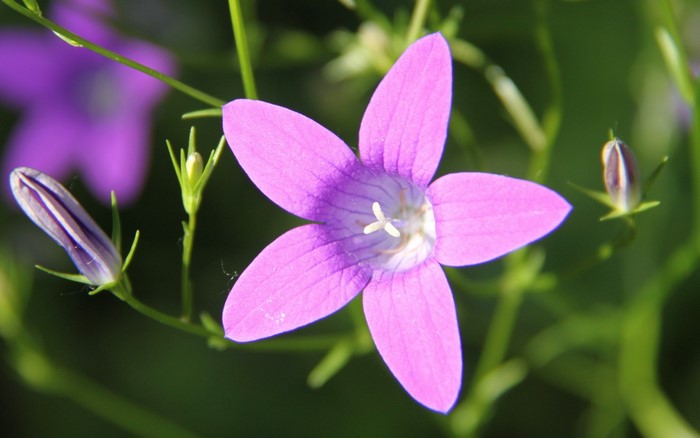 Purple bellflower with buds