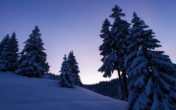 Snow-covered pine trees against a twilight sky