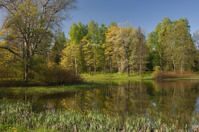 Park with a pond and trees