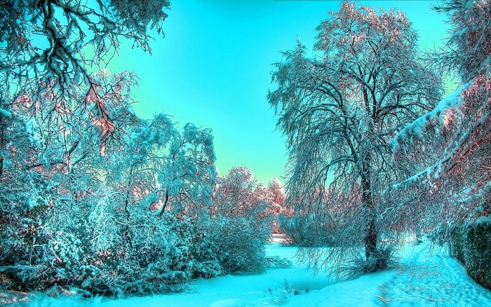 Snow-covered trees under a bright blue sky