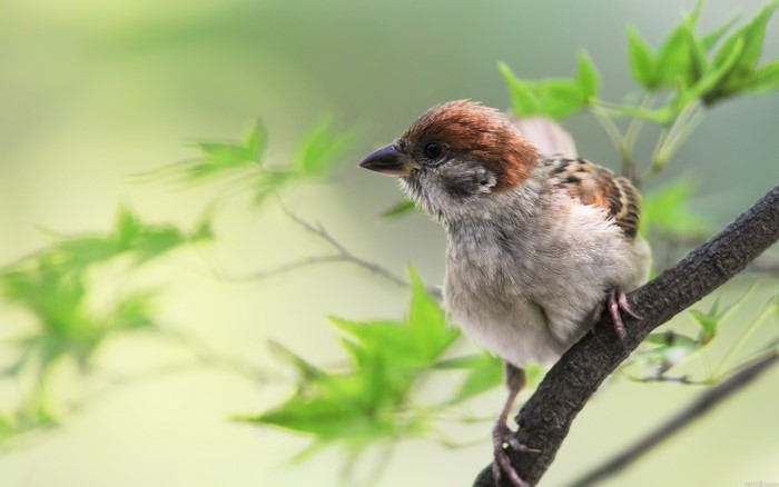 A sparrow perched on a branch with green leaves