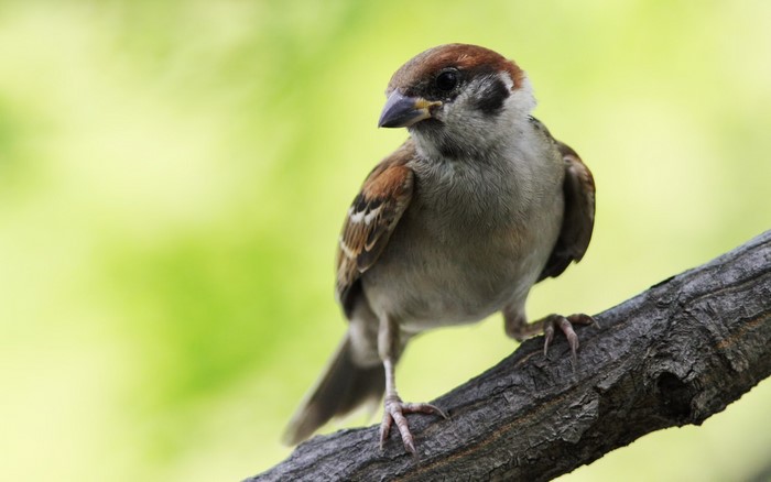 A sparrow perched on a tree branch