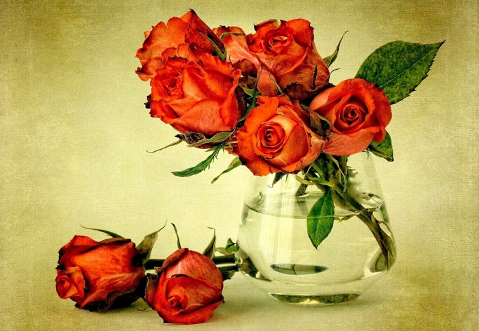 Orange roses in a glass vase