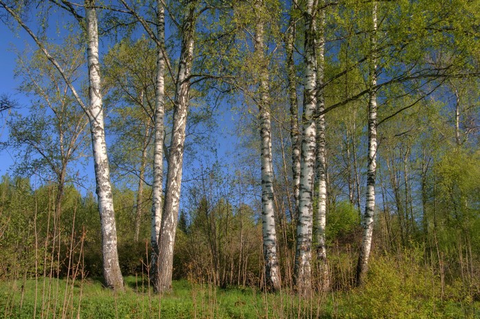 Birch trees in a park with a blue sky