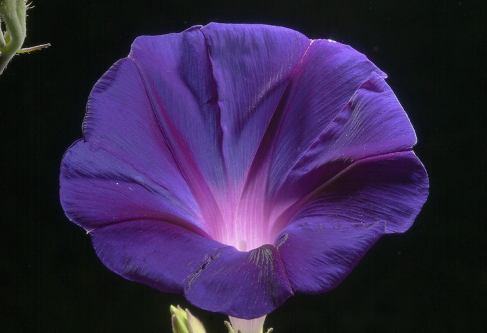 Close-up of a purple morning glory flower