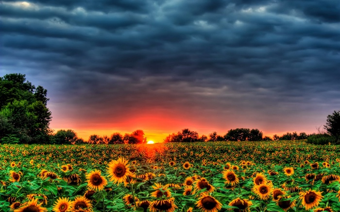Field of sunflowers at sunset under stormy clouds
