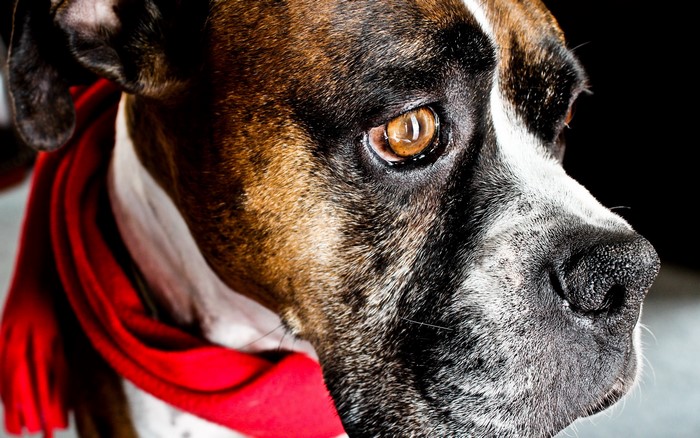Close-up of a Boxer dog wearing a red scarf