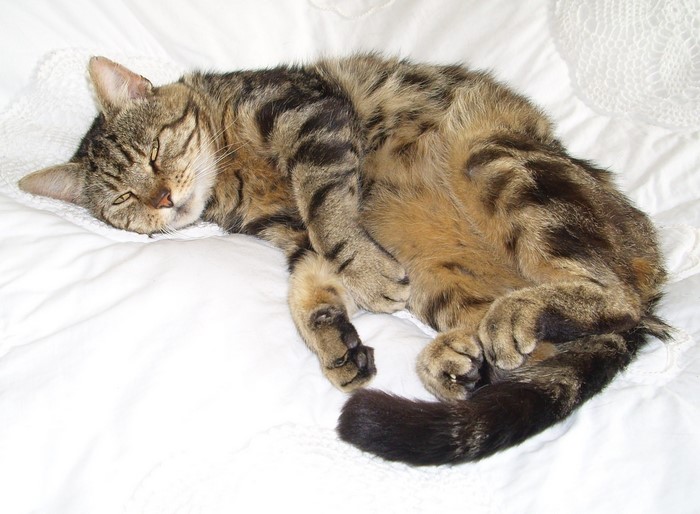 Tabby cat sleeping on a white blanket