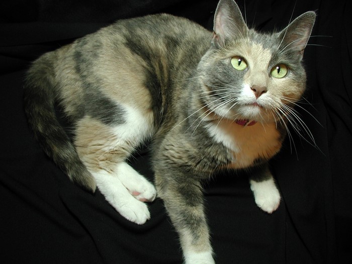 Calico cat with green eyes on black background