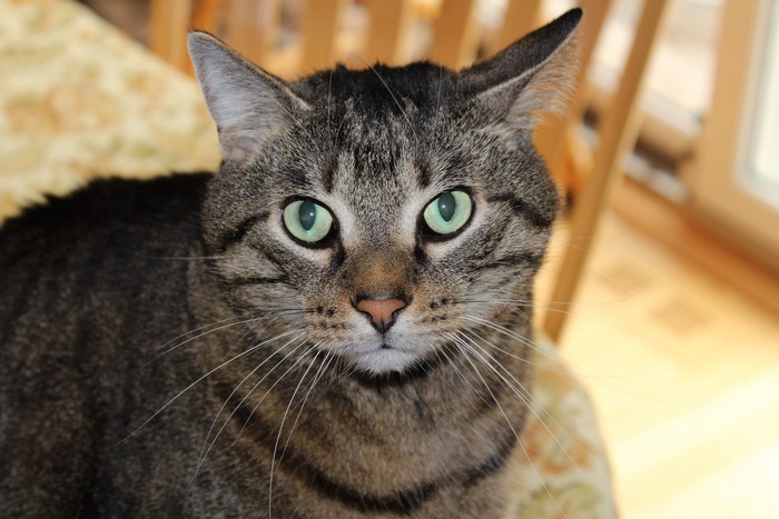 Close-up of a tabby cat