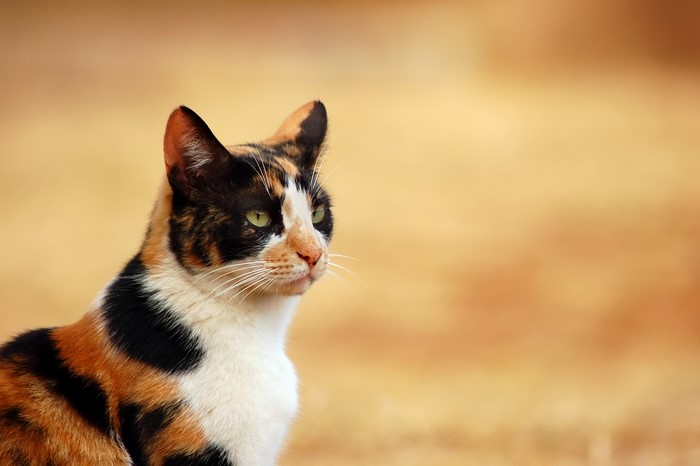 Calico cat looking to the right