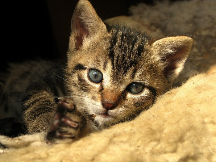 Close-up of a tabby kitten with blue eyes