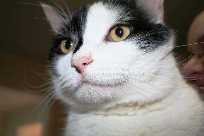 Close-up of a black and white cat's face