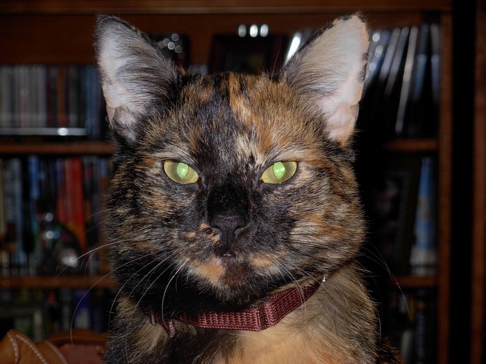 Tortoiseshell cat with green eyes
