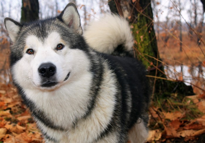 Alaskan Malamute dog in autumn forest