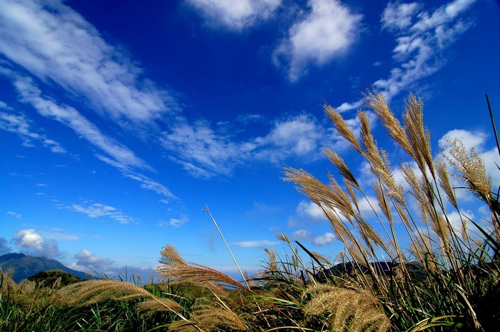 Tall grass blowing in the wind under a blue sky with clouds