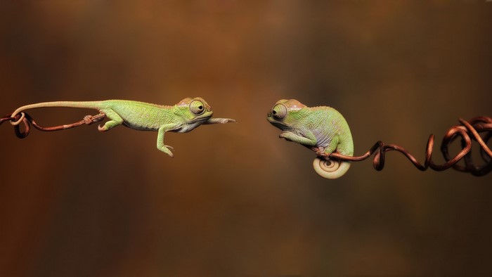 Two chameleons on a branch
