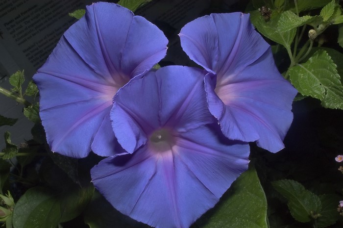 Three purple bindweed flowers with green leaves