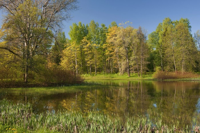 A tranquil lake reflects trees in a park