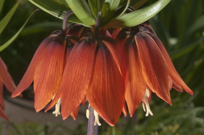 Orange Fritillaria imperialis flowers
