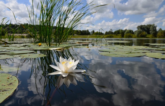White water lily floating on a lake with lily pads