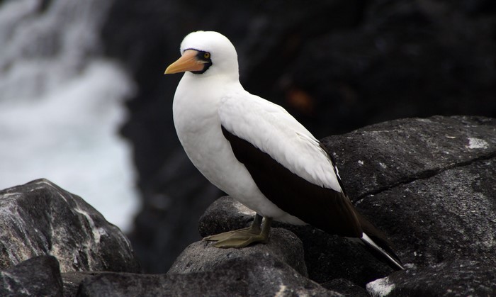 Nazca Booby bird on rocks