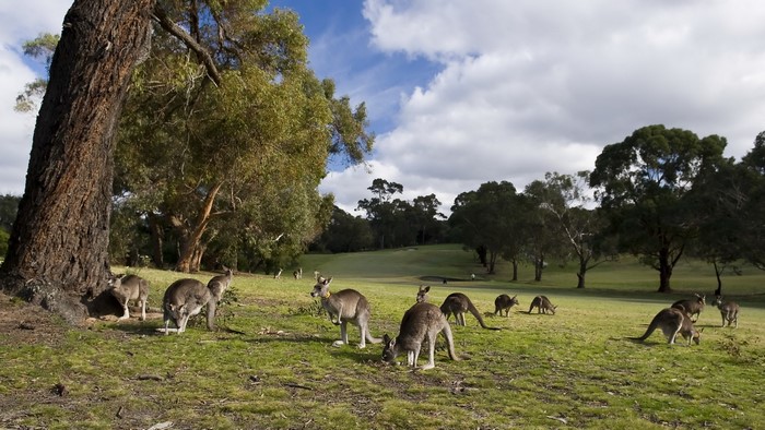 Kangaroos grazing on a grassy field with trees