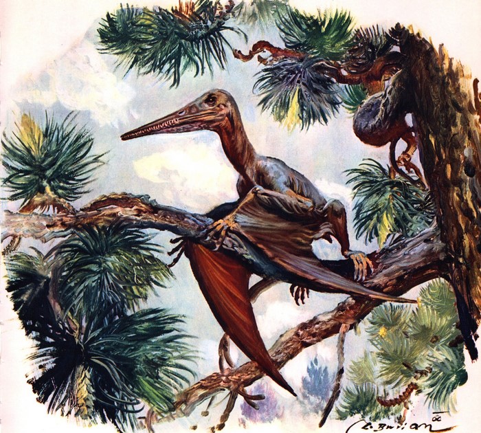 Pterodactylus antiquus perched on a tree branch
