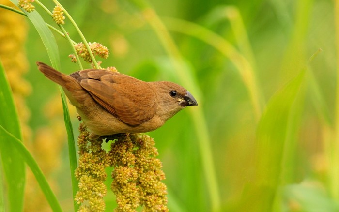 Brown bird eating seeds from a plant