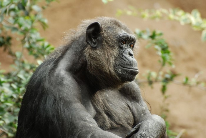 Chimpanzee sitting in front of foliage