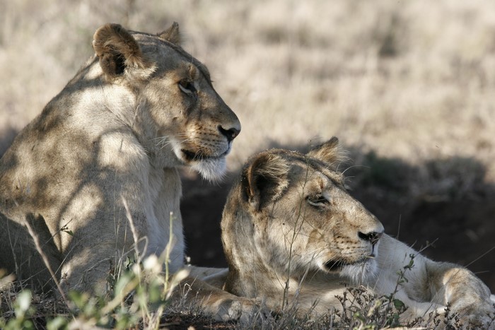 Two lions resting in dry grass
